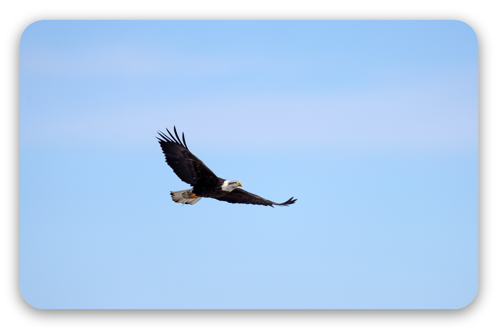 Bald Eagle in Flight