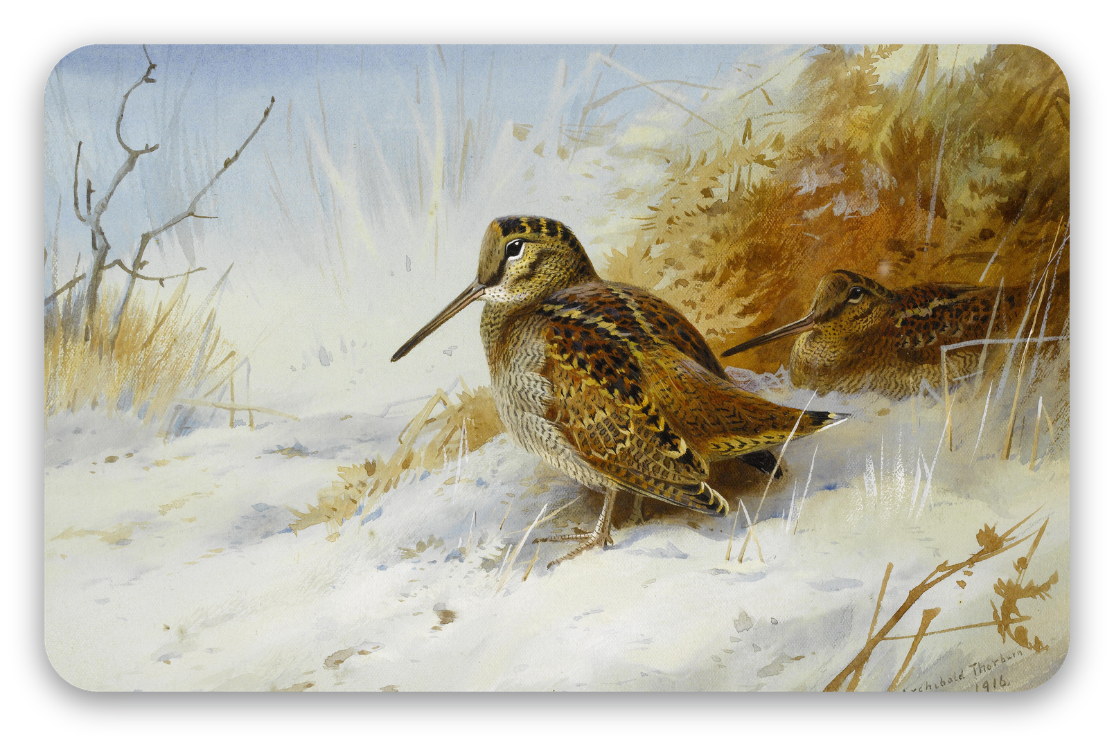 Woodcock