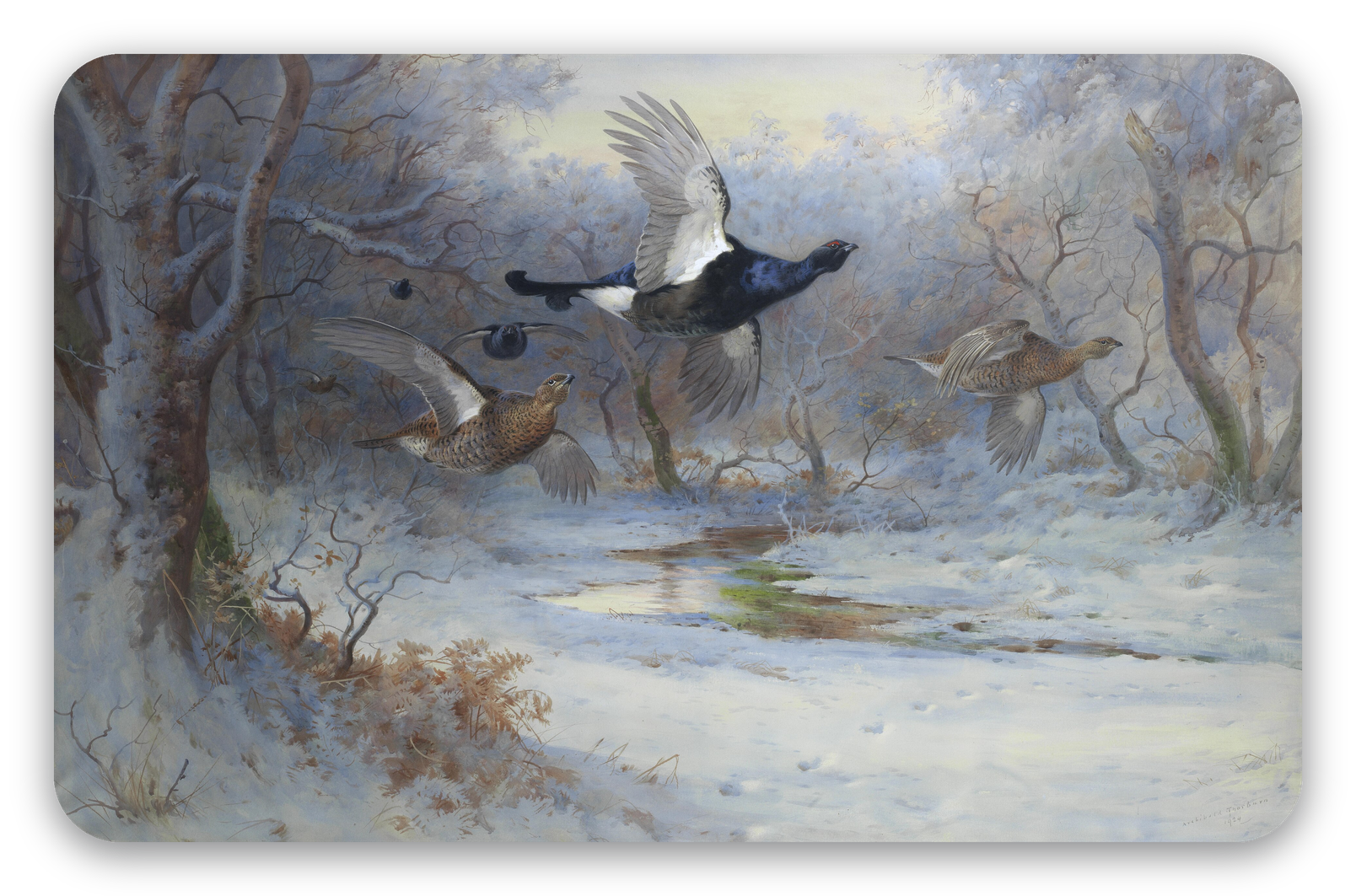 Grouse in Flight