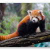 Panda roux