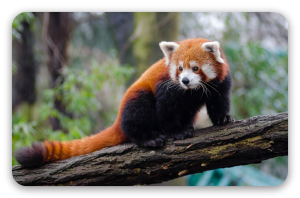 Panda roux