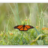 Papillon monarque
