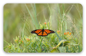 Papillon monarque