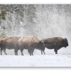 Bison dans la neige