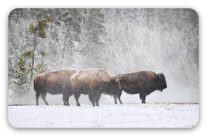 Bison dans la neige