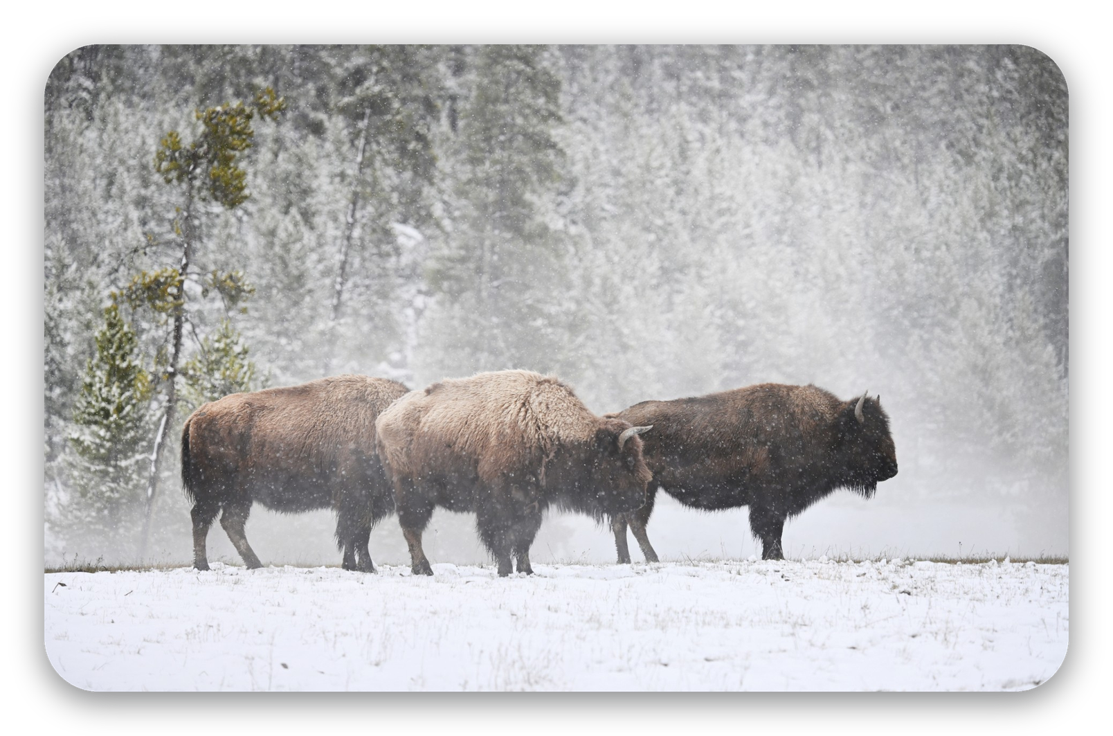 Bison dans la neige