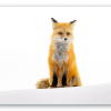 Renard dans la neige