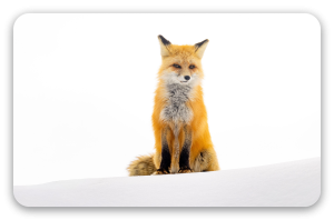 Renard dans la neige