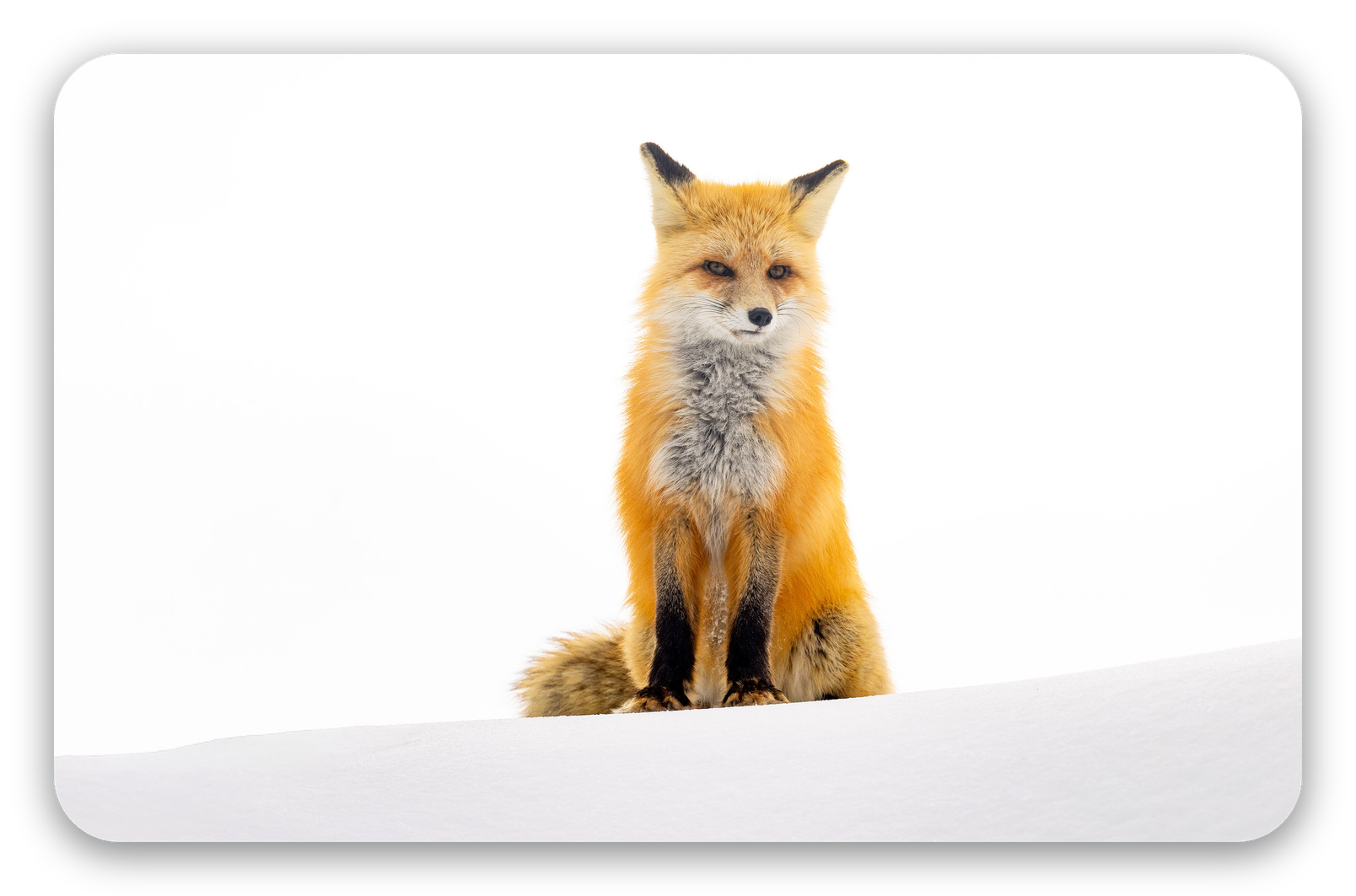 Renard dans la neige