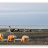 Ours polaires