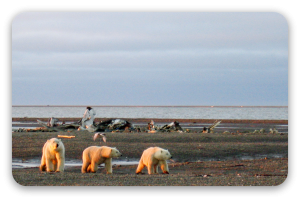 Ours polaires