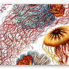 Méduses (Haeckel)