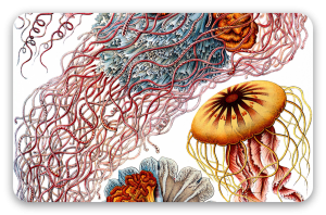 Méduses (Haeckel)