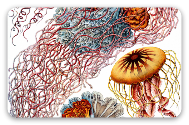 Méduses (Haeckel)
