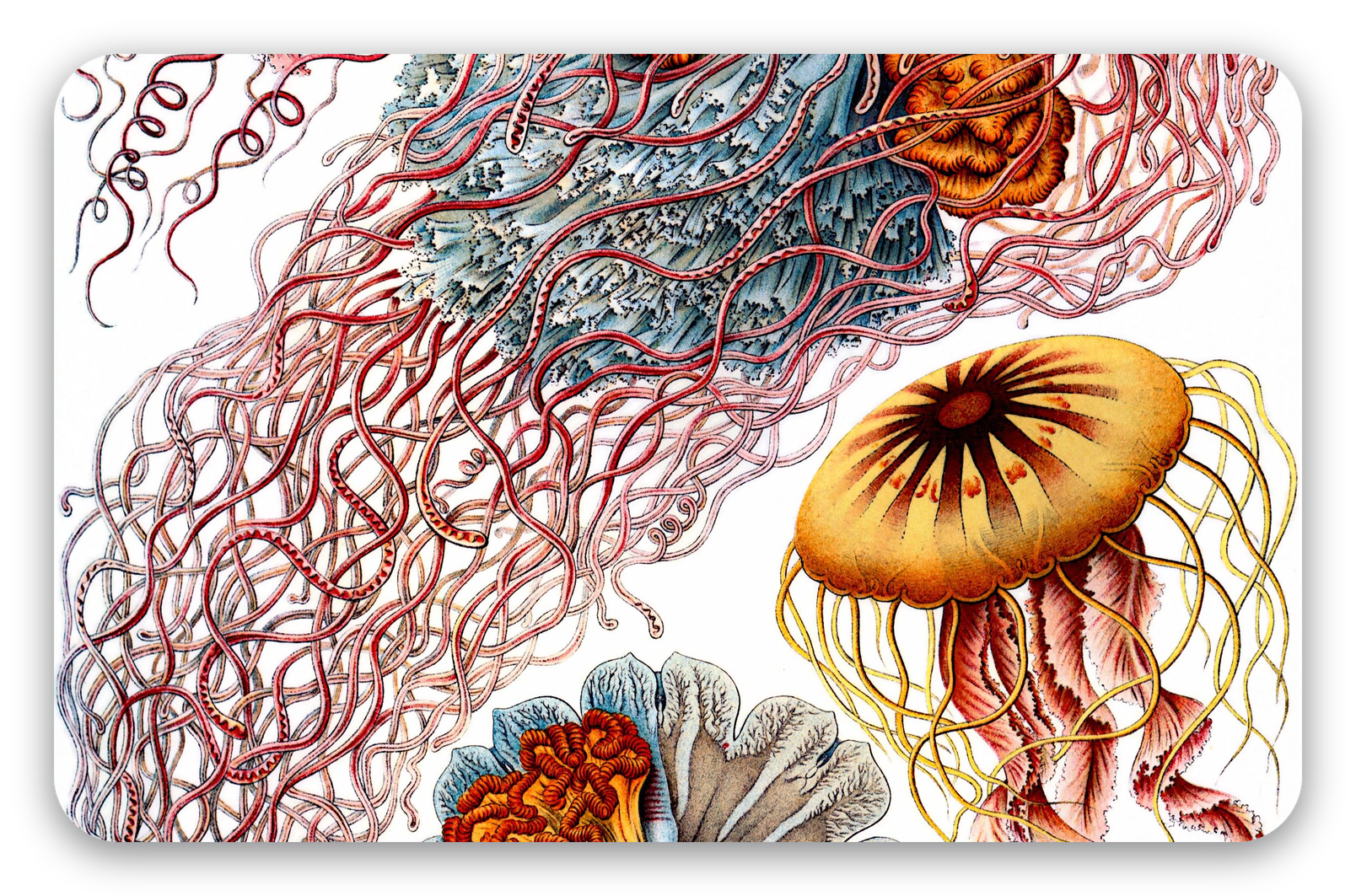 Méduses (Haeckel)
