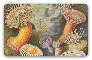 Anémones de mer (Haeckel)