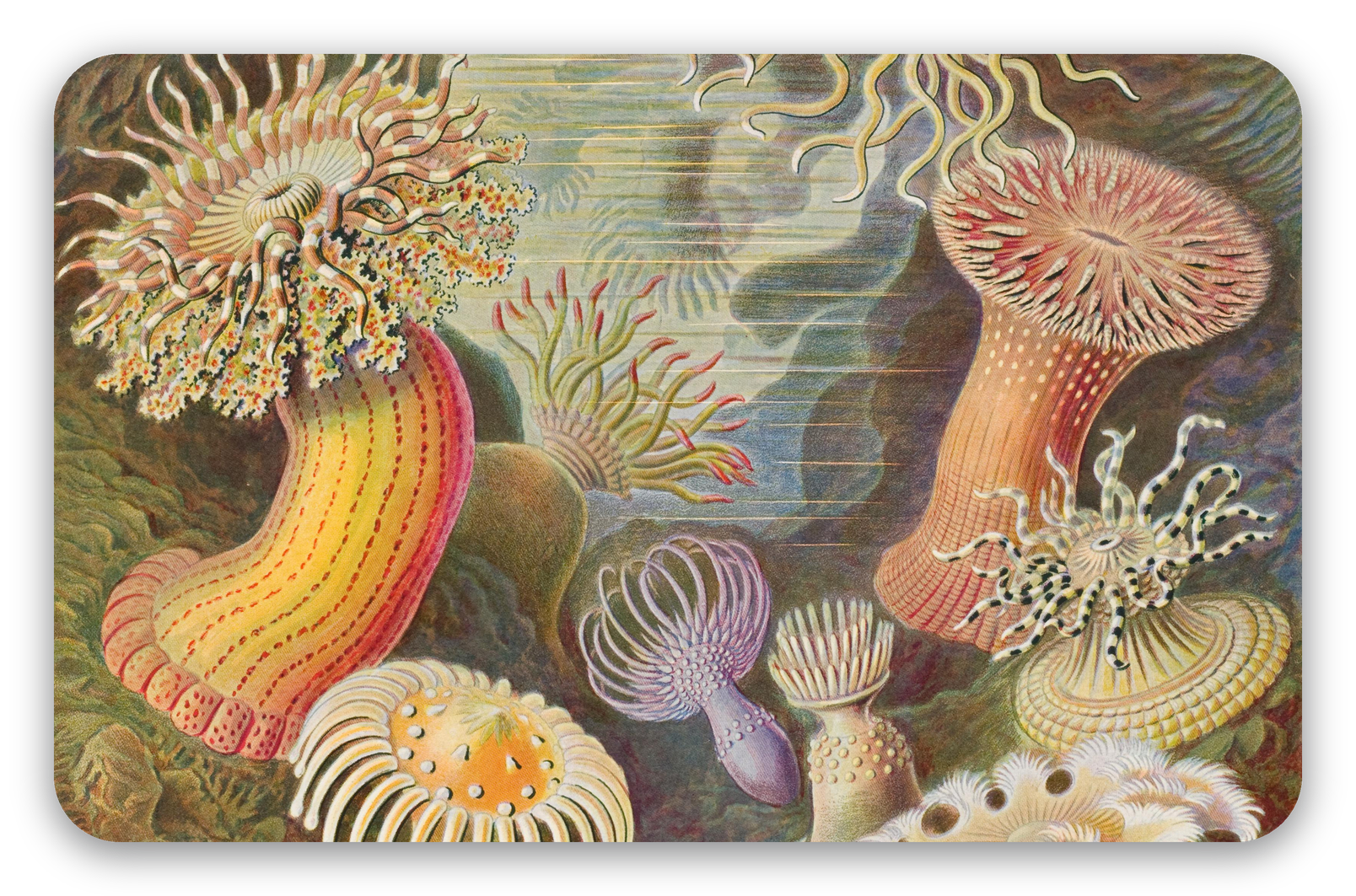 Anémones de mer (Haeckel)