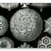 Coraux (Haeckel)