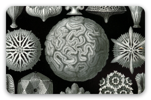 Coraux (Haeckel)