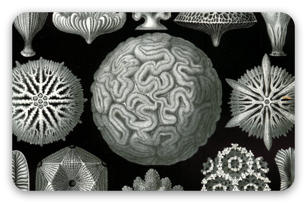 Coraux (Haeckel)