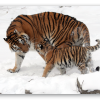 Tigre de Sibérie