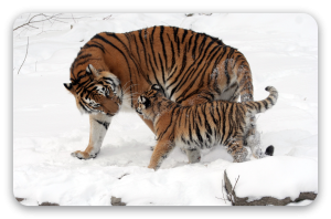 Tigre de Sibérie