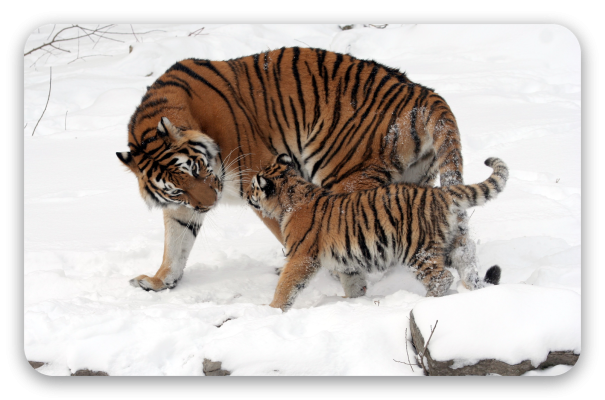 Tigre de Sibérie