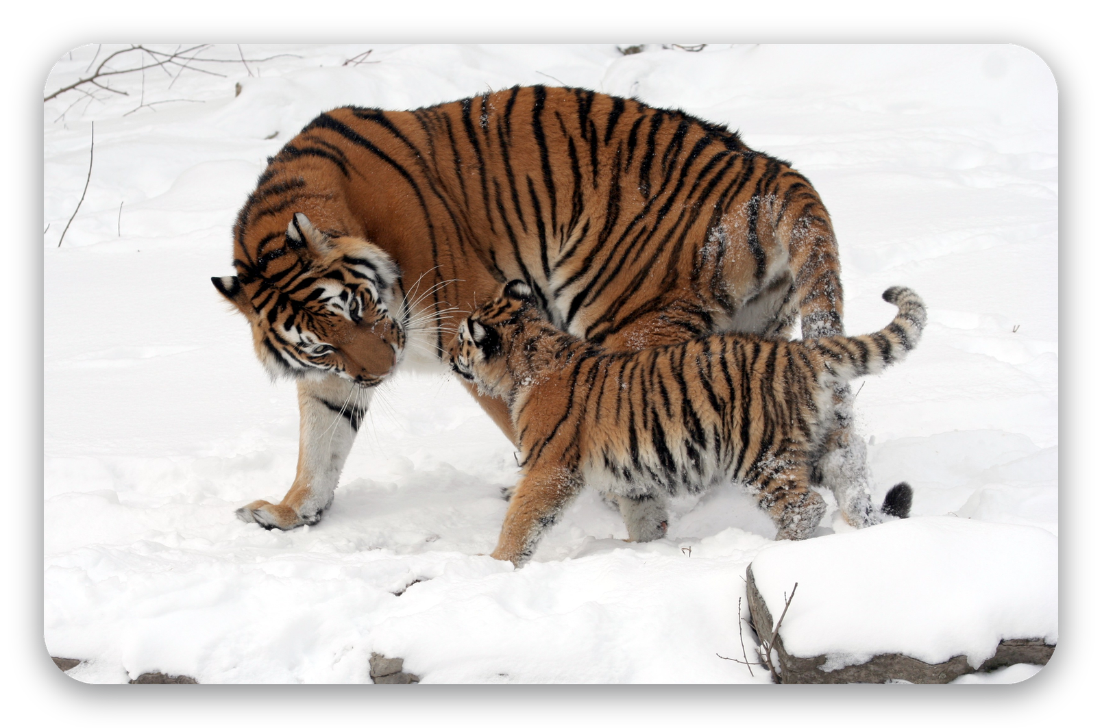 Tigre de Sibérie