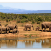 Éléphants