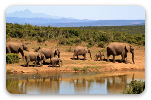 Éléphants