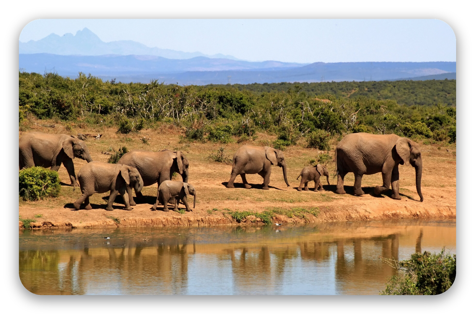 Éléphants