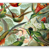 Colibris (Haeckel)