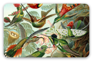 Colibris (Haeckel)