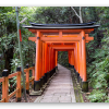 Les torii rouges de Kyoto