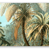 Fougeres (Haeckel)