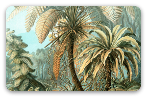 Fougeres (Haeckel)