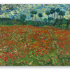 Champ de coquelicots