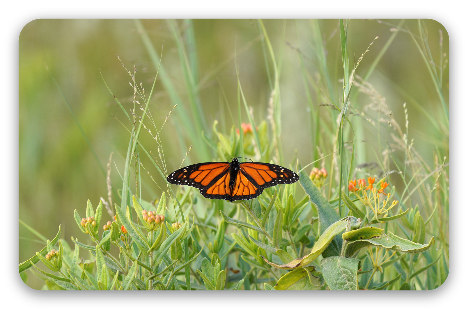 Papillon monarque