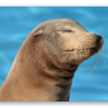Otarie