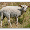 Agneau