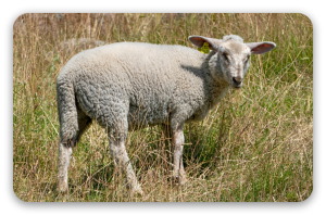 Agneau