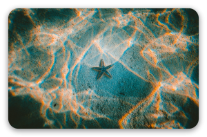 Étoile de mer