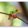 Rainette aux yeux rouges