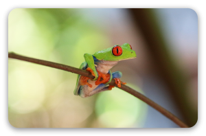 Rainette aux yeux rouges